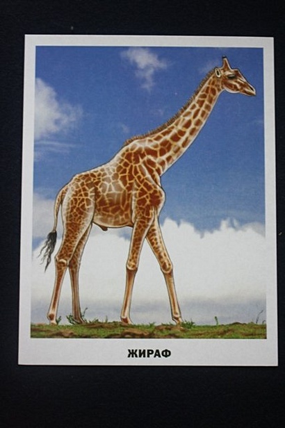 Животные Африки - фото 14