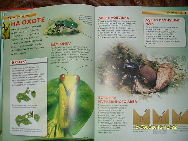 Насекомые. - фото 7