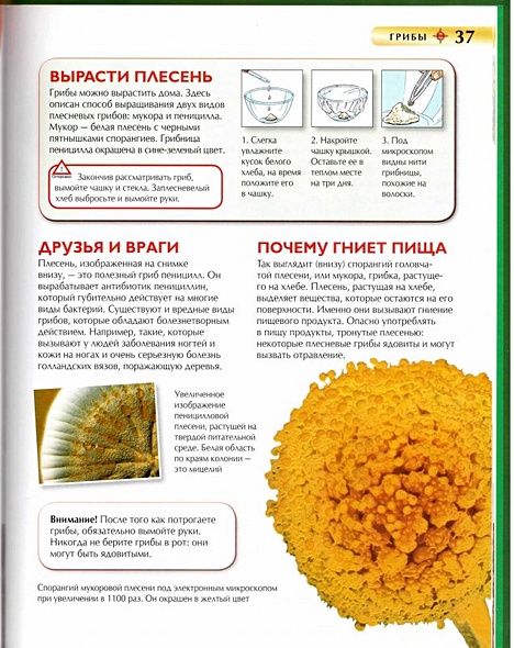 Микромир - фото 13