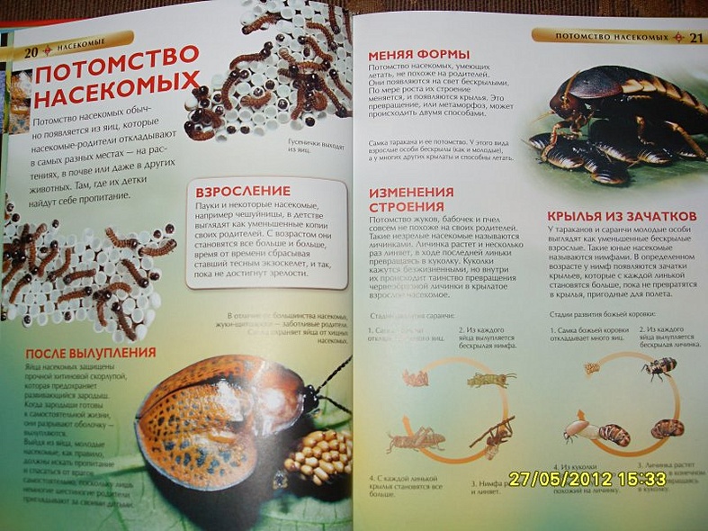 Насекомые. - фото 9