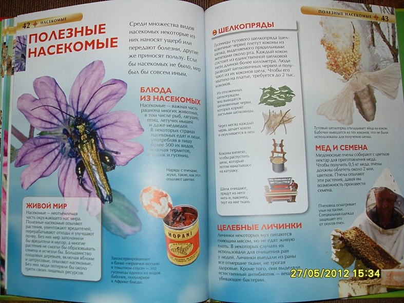 Насекомые. - фото 14