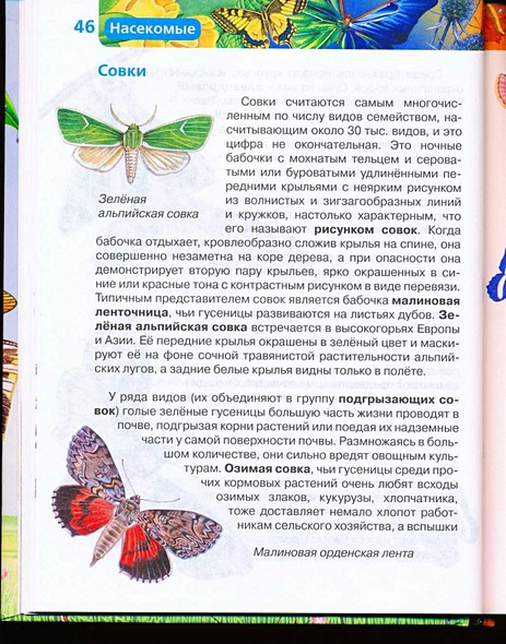 Насекомые / Науч.-поп. изд. - фото 15