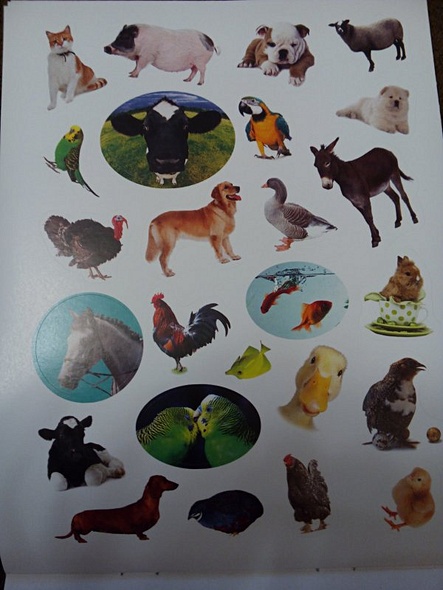 Домашние любимцы - фото 6