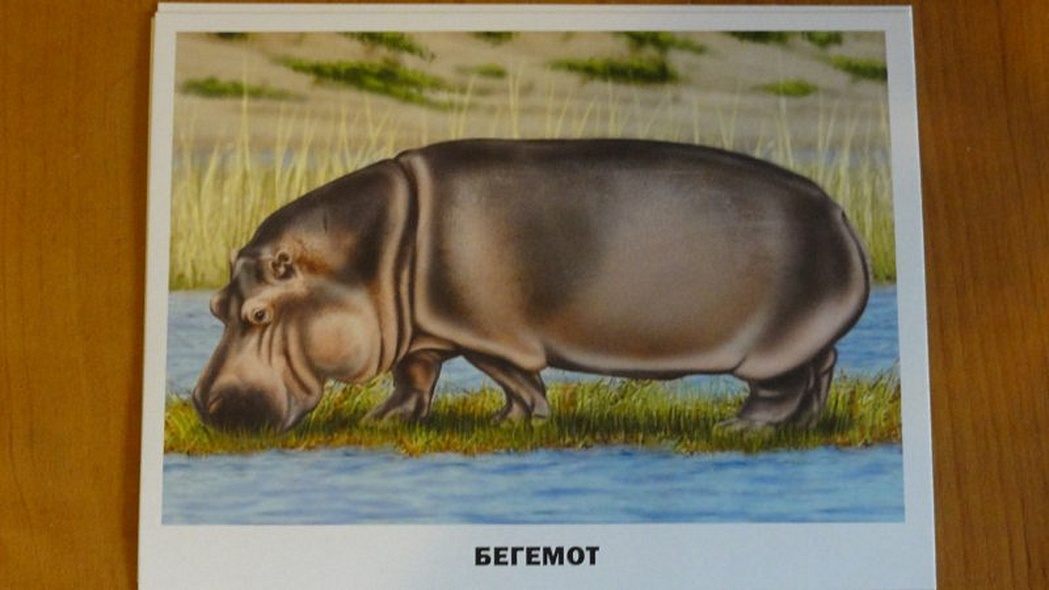 Животные Африки - фото 8