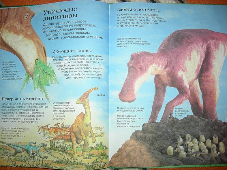Детская энциклопедия динозавров - фото 13