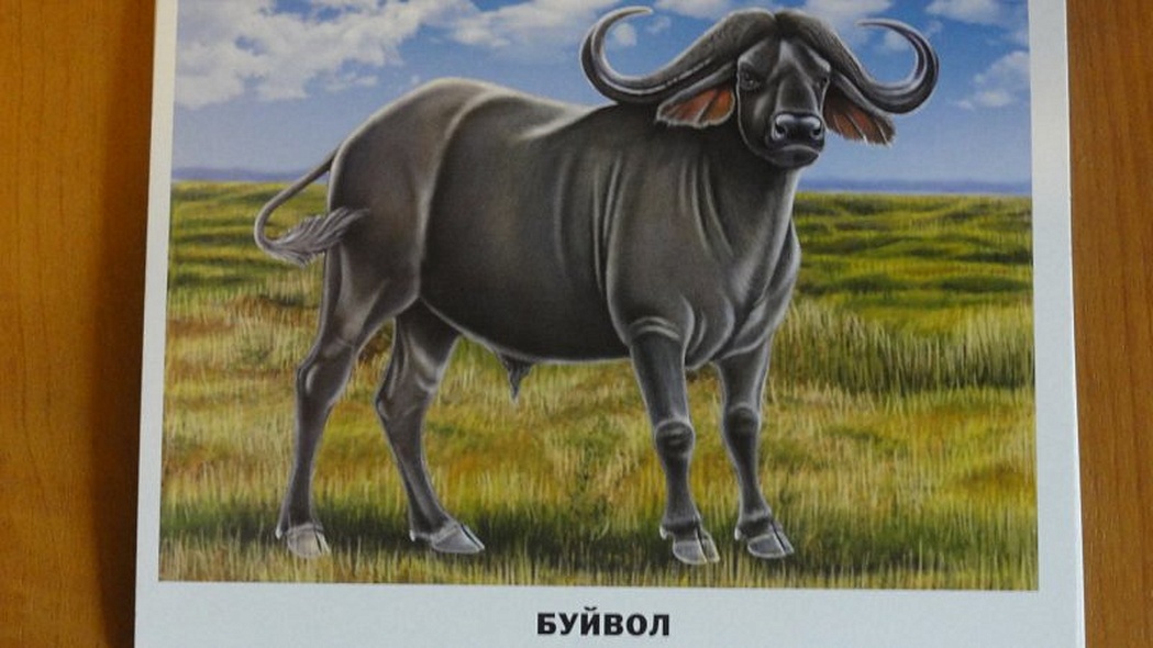 Животные Африки - фото 4