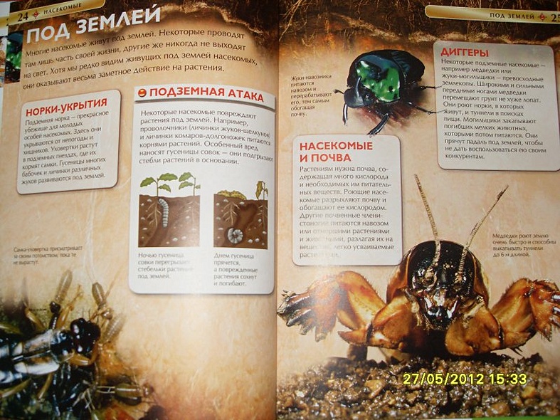 Насекомые. - фото 10