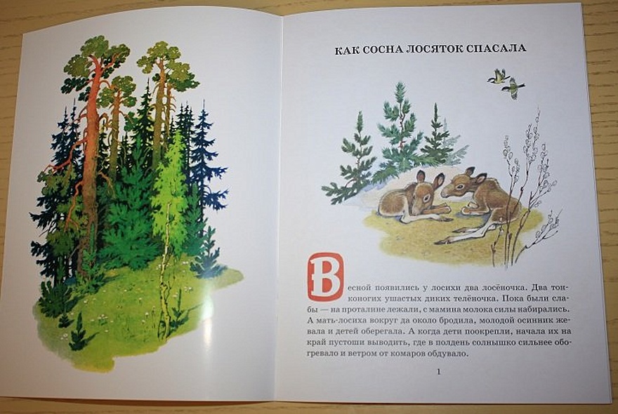 Как сосна лосяток спасала - фото 3
