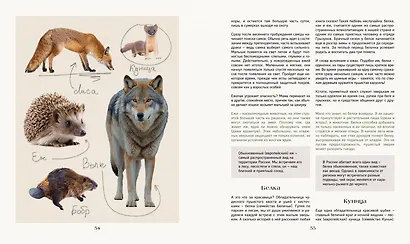 Тайная жизнь леса. Русская природа в фактах и зарисовках - фото 8