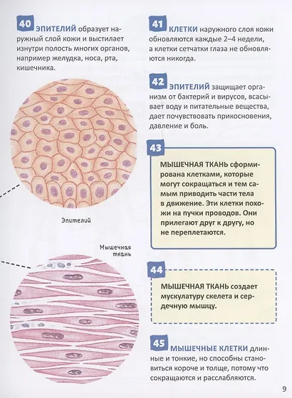 Человек. 250 фактов. Энциклопедия российского школьника - фото 3