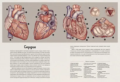 Анатомикум - фото 10