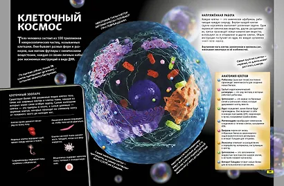 Наука. Книга юного эрудита - фото 8