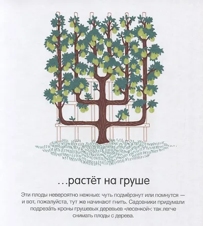 Как они растут? - фото 5