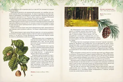 Дары русского леса. Грибы, ягоды и целительные растения - фото 13