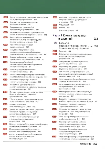 Клетки по Льюину - фото 5