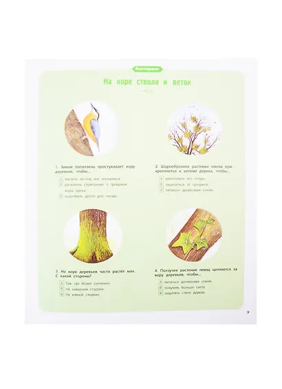 Деревья и кустарники - фото 7