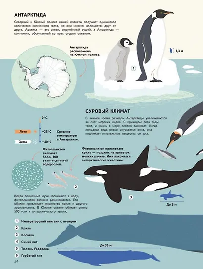 Подводный мир. Визуальный гид - фото 3