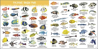 1000 картинок. Подводный мир. Иллюстрированный словарь - фото 4