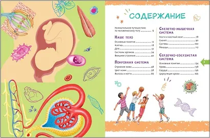 Человек. Новая детская энциклопедия - фото 2