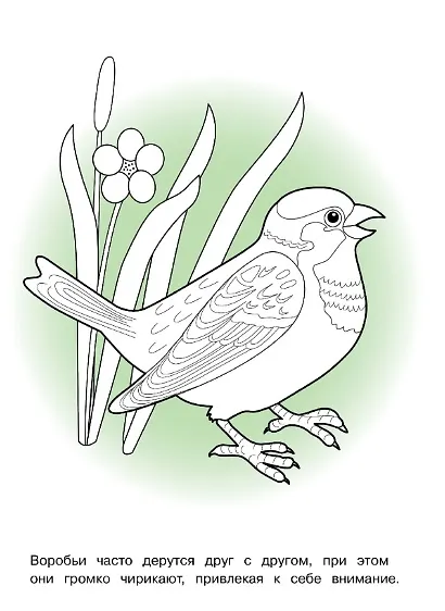 Птицы. Окружающий мир. Раскраска - фото 3