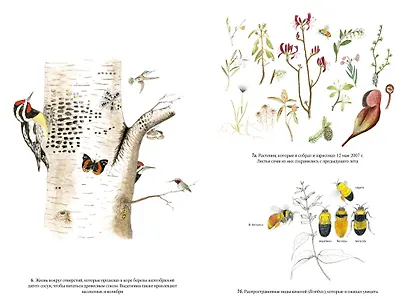 Лето. Секреты выживания растений и животных в сезон изобилия - фото 9