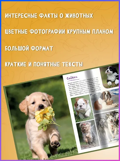 Моя большая книга о животных - фото 5