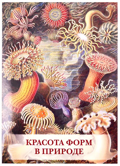 Красота форм в природе - фото 1