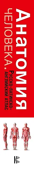 Анатомия человека. Русско-латинско-английский атлас - фото 4