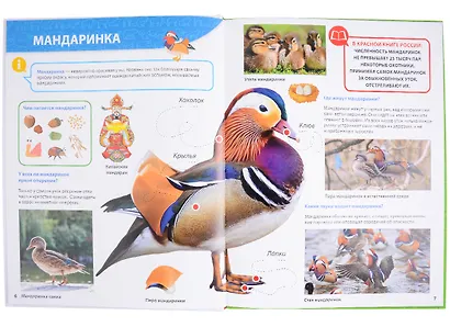 ПЕРВАЯ ДЕТСКАЯ ЭНЦИКЛОПЕДИЯ. ВСЁ О КРАСНОЙ КНИГЕ МАЛЫШАМ - фото 7