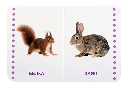 Дикие животные - фото 4