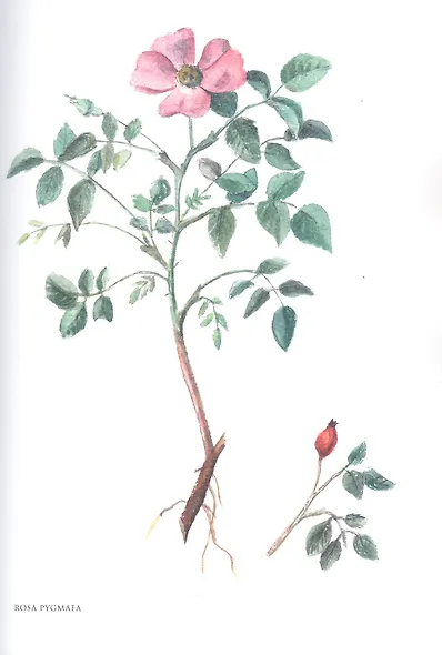 Gennuria plantarum rariorum russiae meridoinalis Ф.К. Биберштейна глазами молодых исследователей "Сириуса" через 200 лет - фото 7