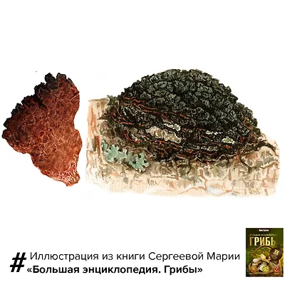 Грибы. Большая энциклопедия - фото 6