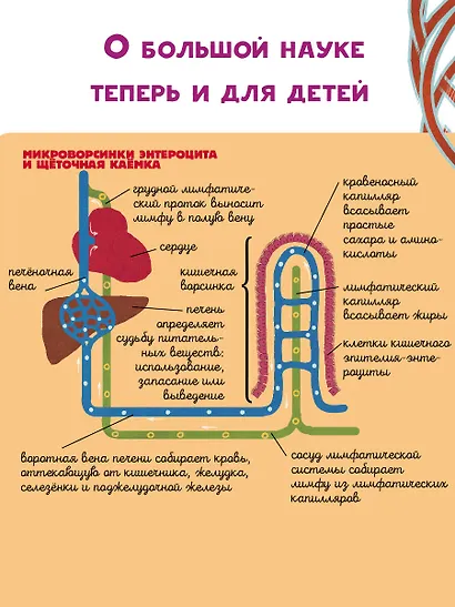 Тело человека - фото 6