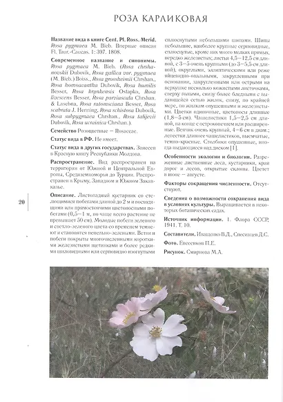 Gennuria plantarum rariorum russiae meridoinalis Ф.К. Биберштейна глазами молодых исследователей "Сириуса" через 200 лет - фото 6