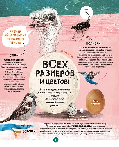 Яйца, или Гоголь-моголь для любознательных - фото 5