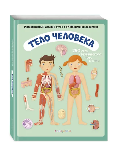 Тело человека. Интерактивный детский атлас с откидными разворотами - фото 3