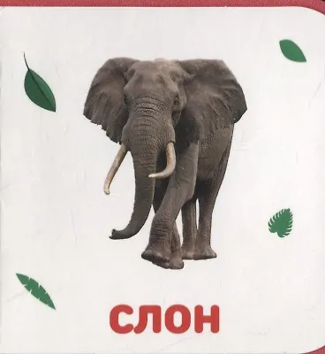 Дикие животные - фото 4