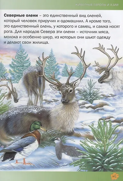 Лучшая энциклопедия животных для детей(МЕЛОВКА) - фото 7