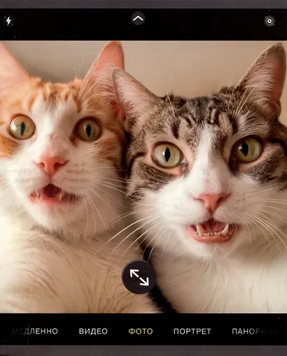 Тетрадь 48л кл. "Зверо-селфи" мел.картон, мат.ламинация, ассорти - фото 1