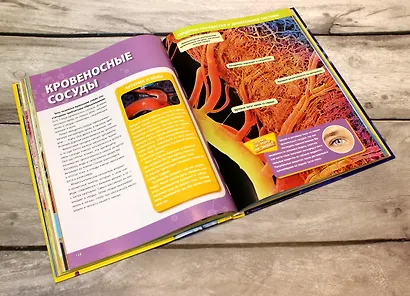 Большая энциклопедия. Тело человека - фото 9