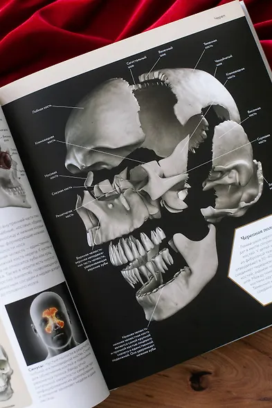 Анатомия человека. Визуальный гид по всем системам организма: норма и патологии - фото 12