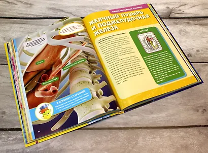 Большая энциклопедия. Тело человека - фото 8