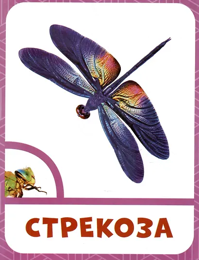 Насекомые - фото 4