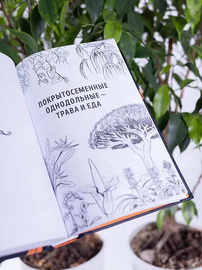 Ботаника антрополога. Как растения создали человека. Цветочки-ягодки - фото 13