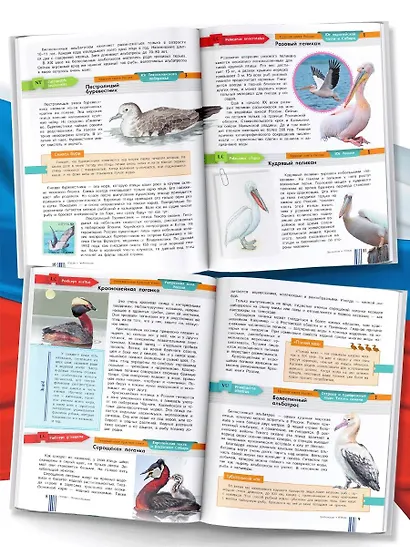 Красная книга России - фото 4