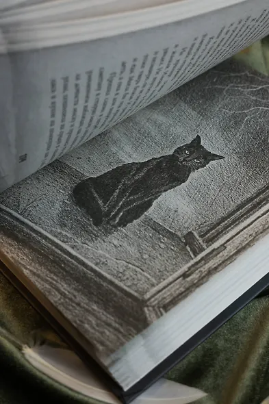 Сорочье гнездо - фото 15