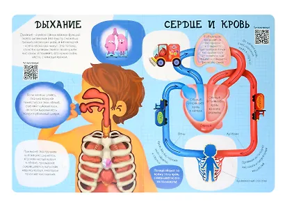Энциклопедия с окошками. Как устроено твое тело - фото 6
