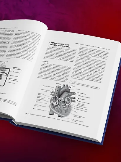 Сердечно-сосудистая система. Анатомия и физиология в покое и при физических нагрузках - фото 10
