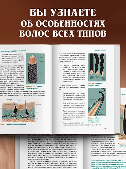 Волосы. Иллюстрированное пособие для врачей, трихологов и парикмахеров - фото 6