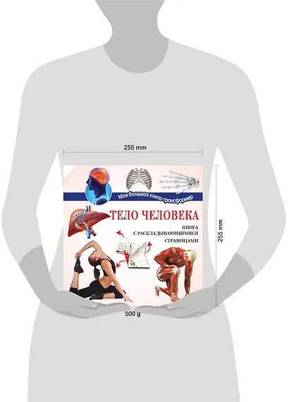 Тело человека - фото 3